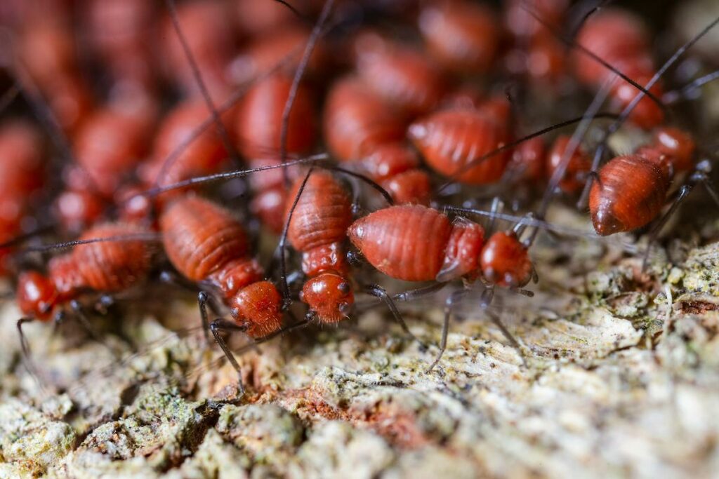 Le diagnostic termites par 2GàB